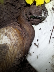 Sarasinula linguaeformis