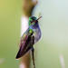 Charming Hummingbird - Photo (c) Tom Murray, some rights reserved (CC BY-NC), uploaded by Tom Murray