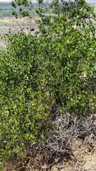 Colliguaja odorifera