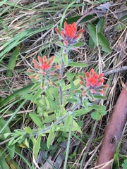 Castilleja arvensis pastorei
