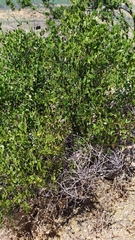 Colliguaja odorifera