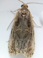 Olethreutes tilianum