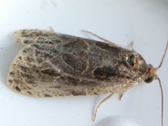 Olethreutes tilianum