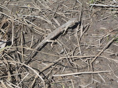 Polychrus acutirostris