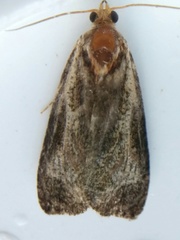 Olethreutes quadrifidum