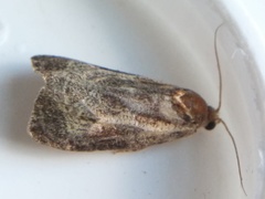 Olethreutes quadrifidum