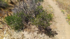 Colliguaja odorifera