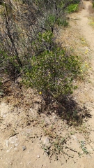 Colliguaja odorifera