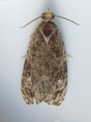 Olethreutes tilianum