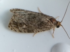 Olethreutes tilianum