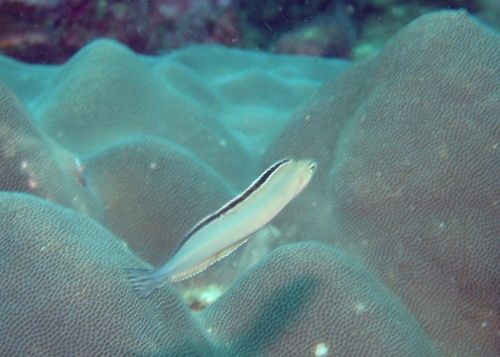 Imposter fangblenny (Plagiotremus phenax) — Blenniidae — 2