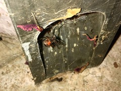 Latrodectus geometricus