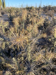 Cylindropuntia molesta molesta