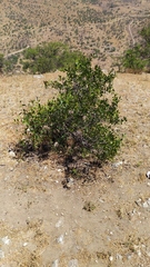 Colliguaja odorifera