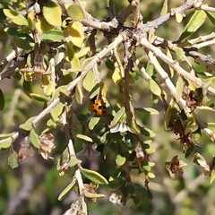 Hippodamia variegata