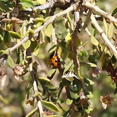 Hippodamia variegata