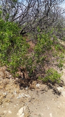 Colliguaja odorifera