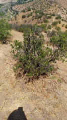 Colliguaja odorifera