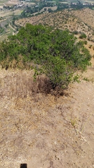 Colliguaja odorifera