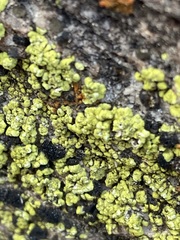 Acarosporomycetidae