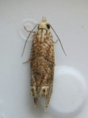 Eucosma ochrocephala