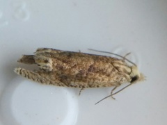 Eucosma ochrocephala
