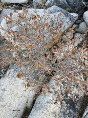 Euphorbia tomentulosa