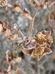 Euphorbia tomentulosa