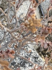 Euphorbia tomentulosa