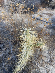 Cylindropuntia molesta molesta