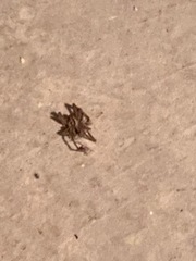 Araneae