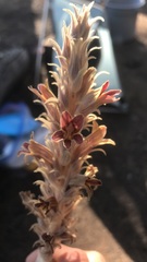 Aphyllon parishii parishii