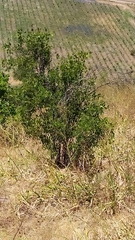 Colliguaja odorifera