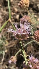Monardella linoides oblonga