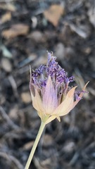 Monardella linoides oblonga