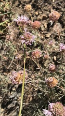 Monardella linoides oblonga