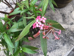 Arachnothryx leucophylla