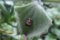 Harmonia axyridis