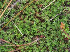 Pyxidanthera barbulata