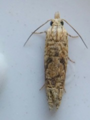 Eucosma ochrocephala