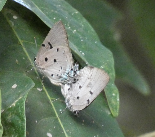 Aquamarine Hairstreak