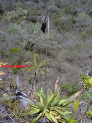 Comocladia macrophylla