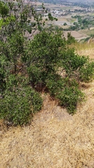 Colliguaja odorifera