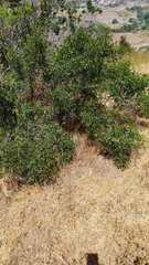 Colliguaja odorifera