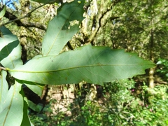 Quercus germana