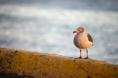 Leucophaeus scoresbii