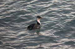 Leucocarbo atriceps albiventer