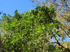 Quercus germana