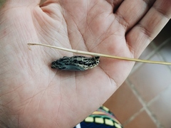 Panacea prola