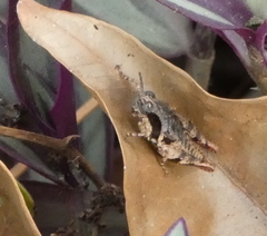 Eujivarus meridionalis